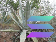 agave validator